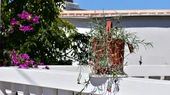 Amanti della terrazza, godetevi l’estate protetti con piante antizanzare