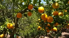 Alberi di arancio con frutti maturi in giardino soleggiato