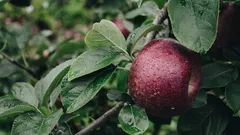 Trasforma bucce e torsoli di mela in energia verde per il tuo giardino