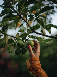 Frutti rotondi verdi e marroni su sfondo neutro