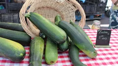 Ortolani esaltano la freschezza delle zucchine raccolte all’alba