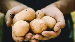 Patate dell’orto di casa di nuovo grandi e abbondanti con questi segreti