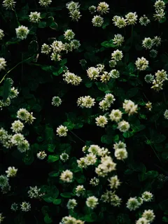 cespuglio con fiori bianchi in fiore
