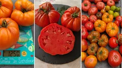 Varietà di pomodori colorati con peso e taglio mostrati in primo piano