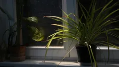 Appassionati di piante d'appartamento ottengono piante più sane spostandole di 50 cm in estate