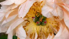 Peonie da sogno in estate con tre concimi naturali irresistibili