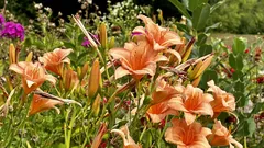 Giardinieri italiani proteggono i gigli dal caldo con trucchi green e risparmiano acqua