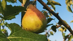 Pere dolci anche sotto il sole: i trucchi per un raccolto abbondante