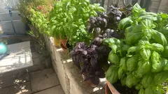 Pianta di basilico verde e viola coltivata in vaso su balcone soleggiato