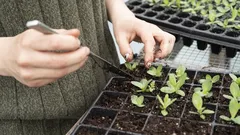 Semina ora i siderati e trasforma il tuo orto in un’oasi fertile