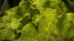 Primo piano di foglie di lattuga verde fresca con dettagli venosi