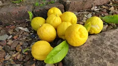 Salva il tuo limone: soluzioni naturali contro le foglie ingiallite