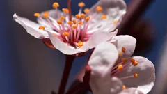 Giardinieri alla ricerca di fioriture spettacolari, ecco come l’hibiscus rifiorisce con sole e passs
