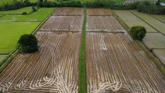 Orticultori consapevoli scelgono la segale per un terreno fertile e sano