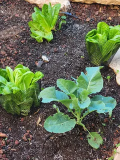 Gruppo di piante che crescono nel terreno fertile