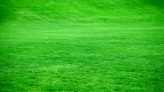 Proteggi il tuo prato dal caldo estivo e rendilo più verde che mai