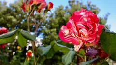Il segreto del taleaggio delle rose per un giardino ricco e sostenibile