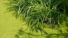 Il segreto per un prato verde in estate senza sprechi d’acqua