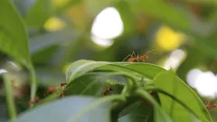 Chi ama la casa elimina le formiche con il segreto del bicarbonato