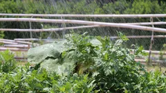 Giardinieri attenti salvano zucchine e pomodori evitando il rischio acqua