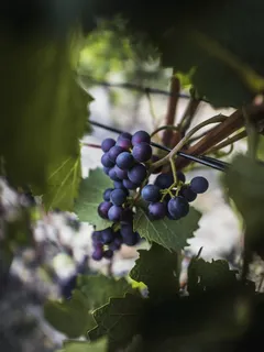 Uva viola tonda su foglie verdi in luce naturale