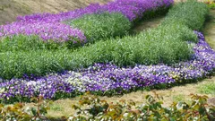 Aiola con piante viola e verdi in giardino fiorito