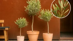 Ulivo in casa: il segreto mediterraneo che trasforma il tuo soggiorno
