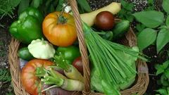 Coltiva un orto più sano e ricco scegliendo concimi naturali efficaci