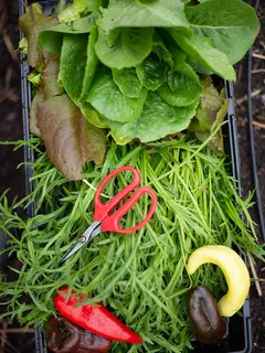 Forbici con manico rosso vicino a verdura verde