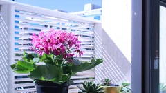 Fiori rosa in vaso nero elegante per decorazione interna