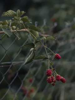 Frutti rossi rotondi su albero verde durante il giorno