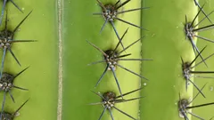Lascia crescere i viticci del cetriolo e ottieni raccolti più abbondanti