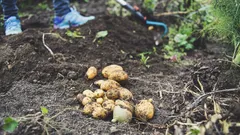 Scopri il segreto per patate perfette: elimina le foglie al momento giusto