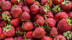 Scopri come prolungare la raccolta delle fragole fino a fine estate