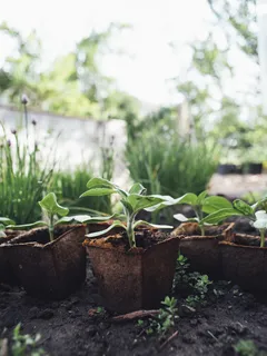 Pianta verde in vaso di argilla marrone per giardinaggio vegano urbano