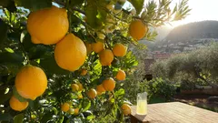Albero di limoni con frutti maturi al sole in giardino mediterraneo