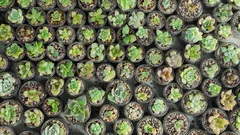 Fai rifiorire il giardino con piante mediterranee che resistono alla siccità