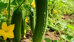 Cetrioli verdi maturi con fiori gialli su pianta in campo soleggiato
