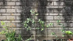 Cenere in giardino, l’errore che rovina ortensie e azalee
