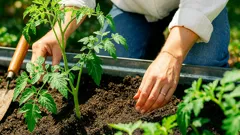 Segreti per un orto rigoglioso anche sotto la calura estiva in Italia