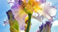 Iris: il fiore resistente che colora i giardini anche sotto il sole