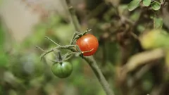 Pomodori verdi e arancioni freschi su sfondo neutro