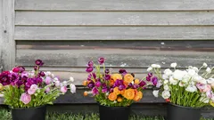 Fiori estivi sempre splendidi: segui questi segnali e salva il tuo balcone