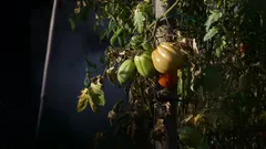 Pomodori maturi su una vite in crescita