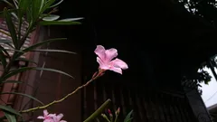 Chi ama il balcone fiorito trasforma l’ibisco in uno spettacolo estivo vivace