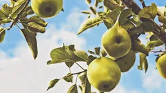 Concimare il melo ad agosto regala frutti più dolci e raccolti abbondanti