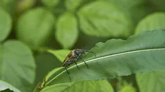 Elimina i pidocchi dalle piante con i rimedi naturali dell’orto italiano