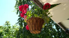 Appassionati di cucina scoprono il rosmarino in vaso che vive sempre verde