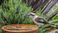 Amanti del giardino aiutano gli uccelli italiani a superare le ondate di calore offrendo acqua ogni 