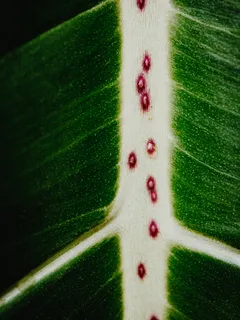 Primo piano di foglia verde con punteggi rossi